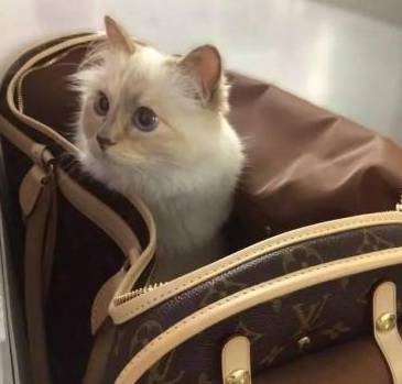 看到这些大牌新出的农历狗年限量款，我笑出了猪叫……