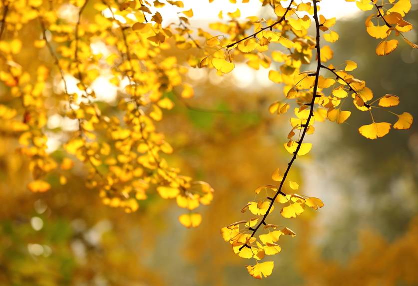 黄正华诗词,黄正华经典诗词