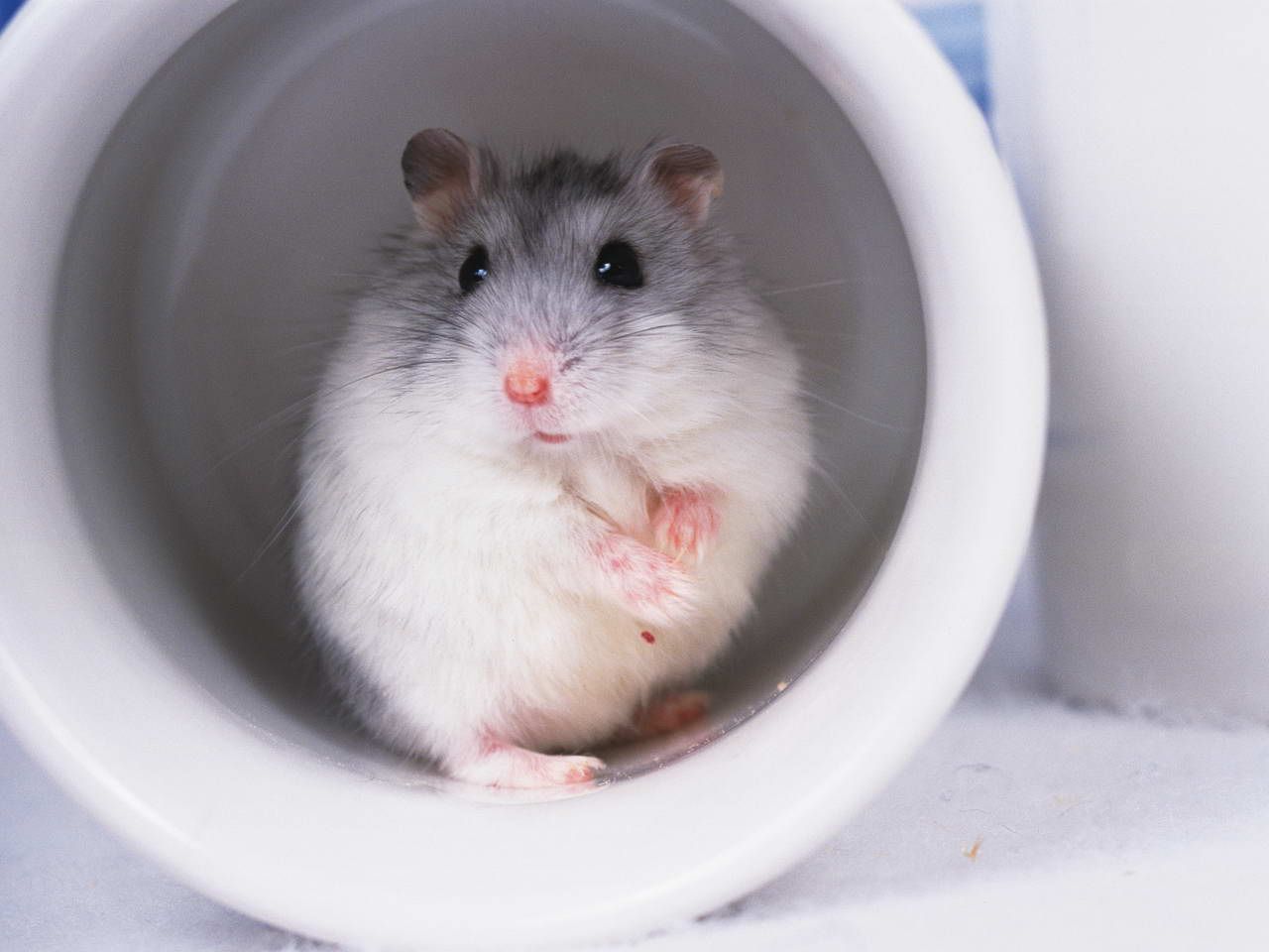 小仓鼠动物治愈系视频,治愈系小萌宠仓鼠