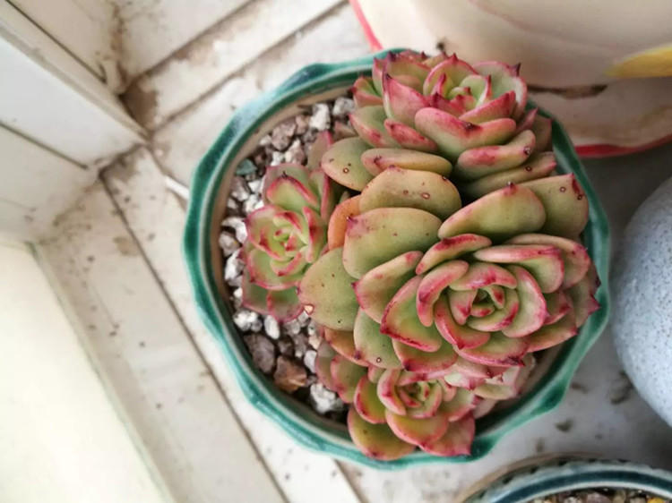 给多肉保暖,多肉花盆里长出蘑菇怎么办