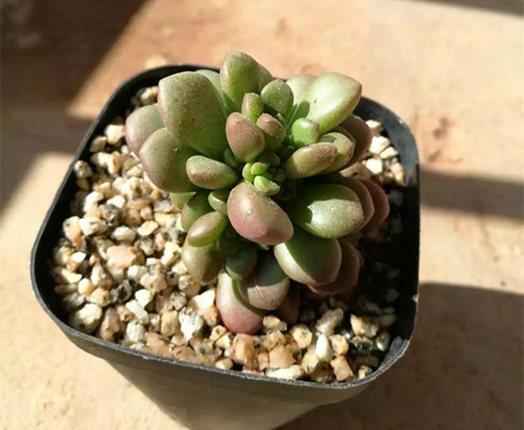 给多肉保暖,多肉花盆里长出蘑菇怎么办