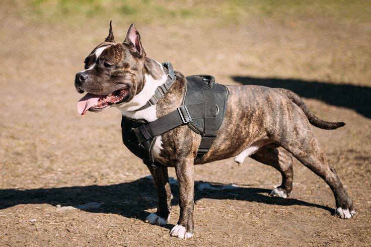 第一猛犬泰迪,泰迪看见猛犬