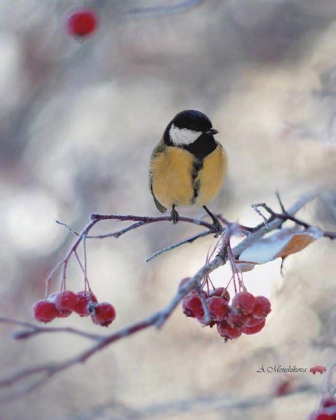 栗子姐情感专访,栗子姐每日情感问答视频