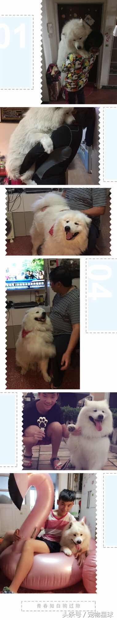 金毛狗有多暖心,狗界暖男金毛