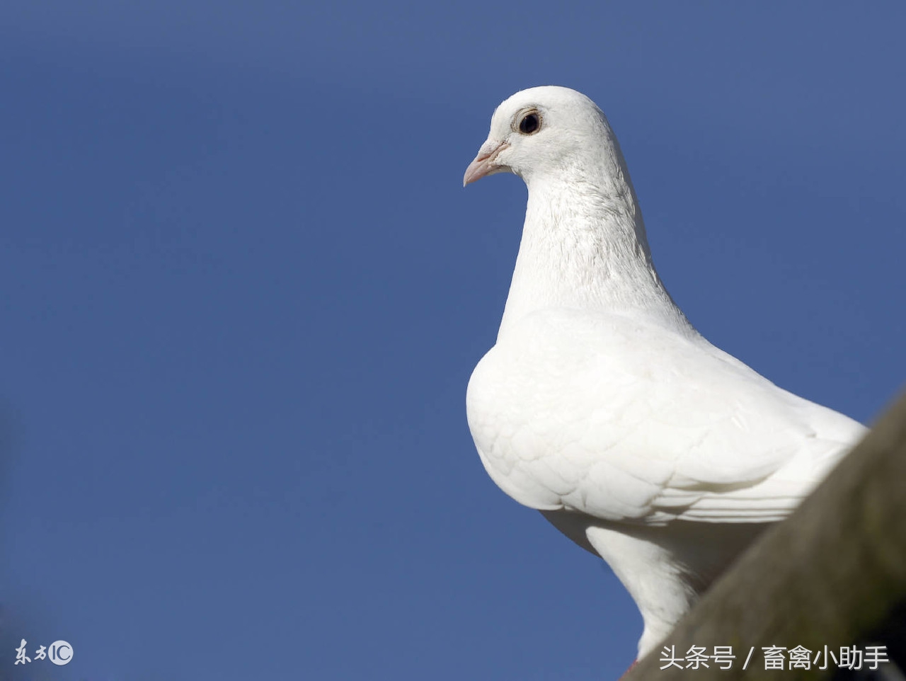 鸽子超水平发挥，需要这些技巧