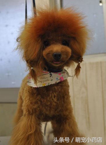 贵宾老咬人，老爱跑床上，怎么整改？给你支招！