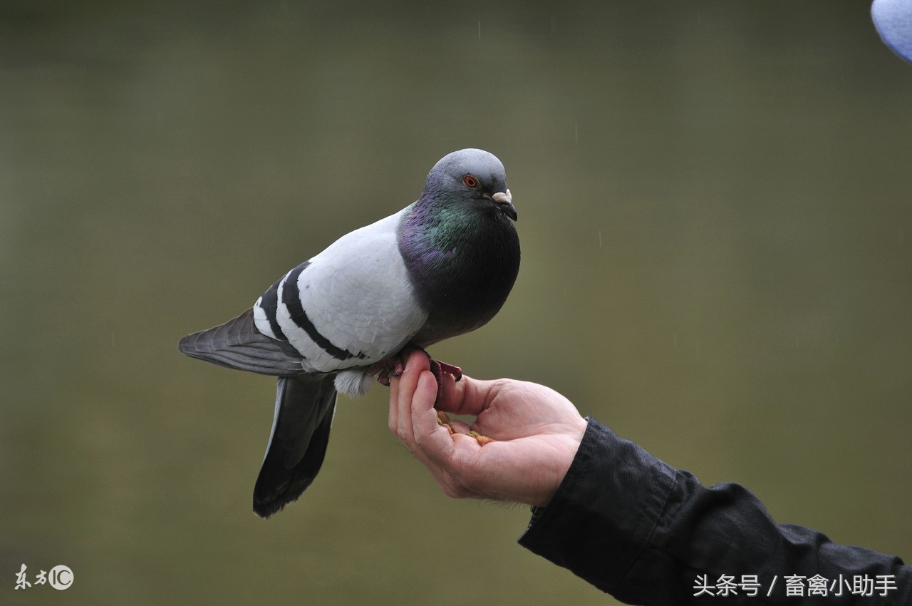 鸽子超水平发挥，需要这些技巧