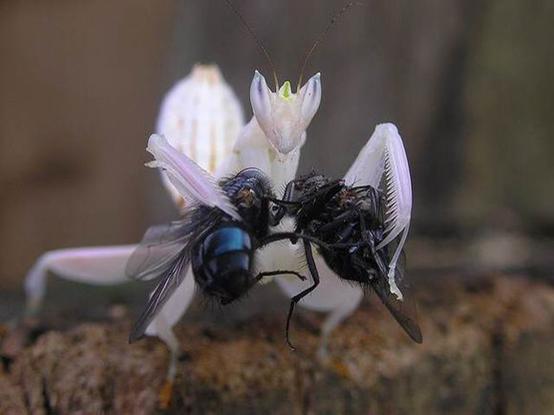 无声地杀戮者——螳螂！