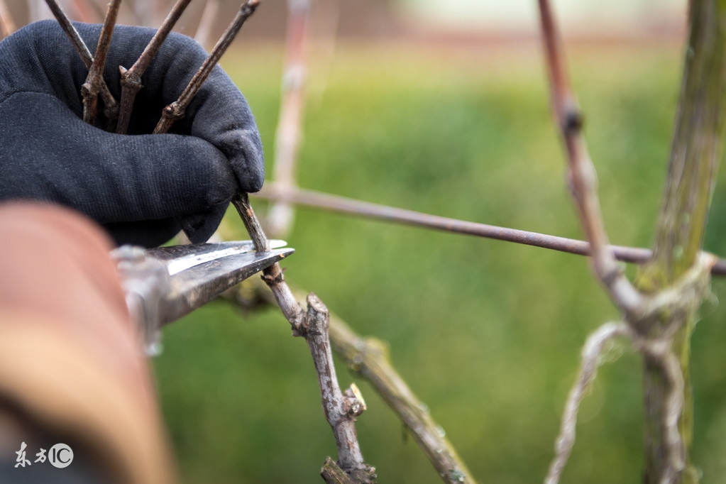 新种葡萄苗不抽条怎么办,新种的葡萄发芽该怎么管理