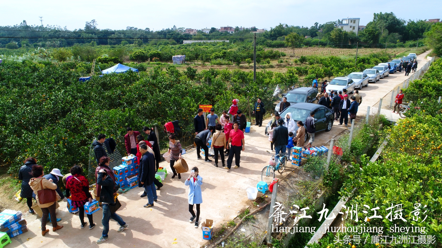 廉江摘橙子旅游,廉江摘橙子一日游攻略