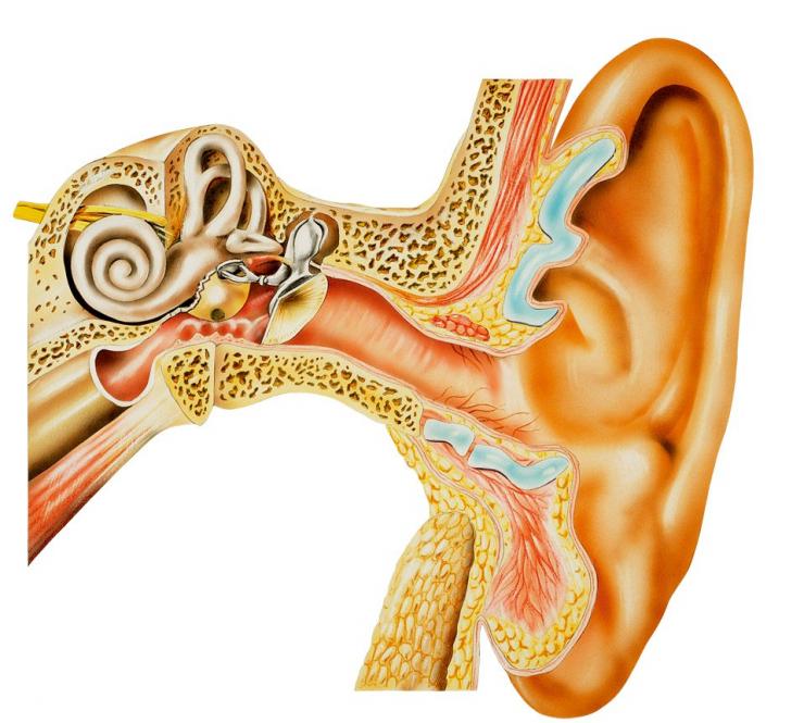 体内探测仪器,人体内平衡器