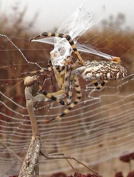 无声地杀戮者——螳螂！