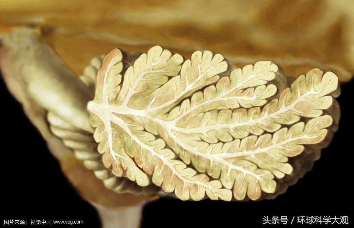 自闭症新药新突破,未来10-20年有望治愈的自闭症