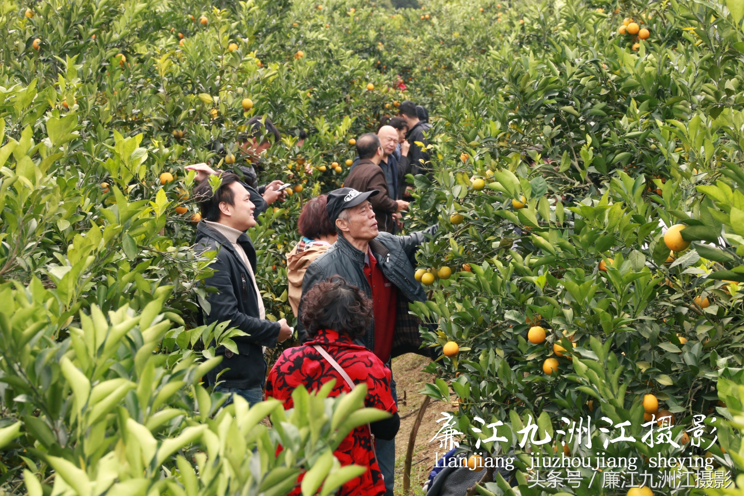 廉江摘橙子旅游,廉江摘橙子一日游攻略