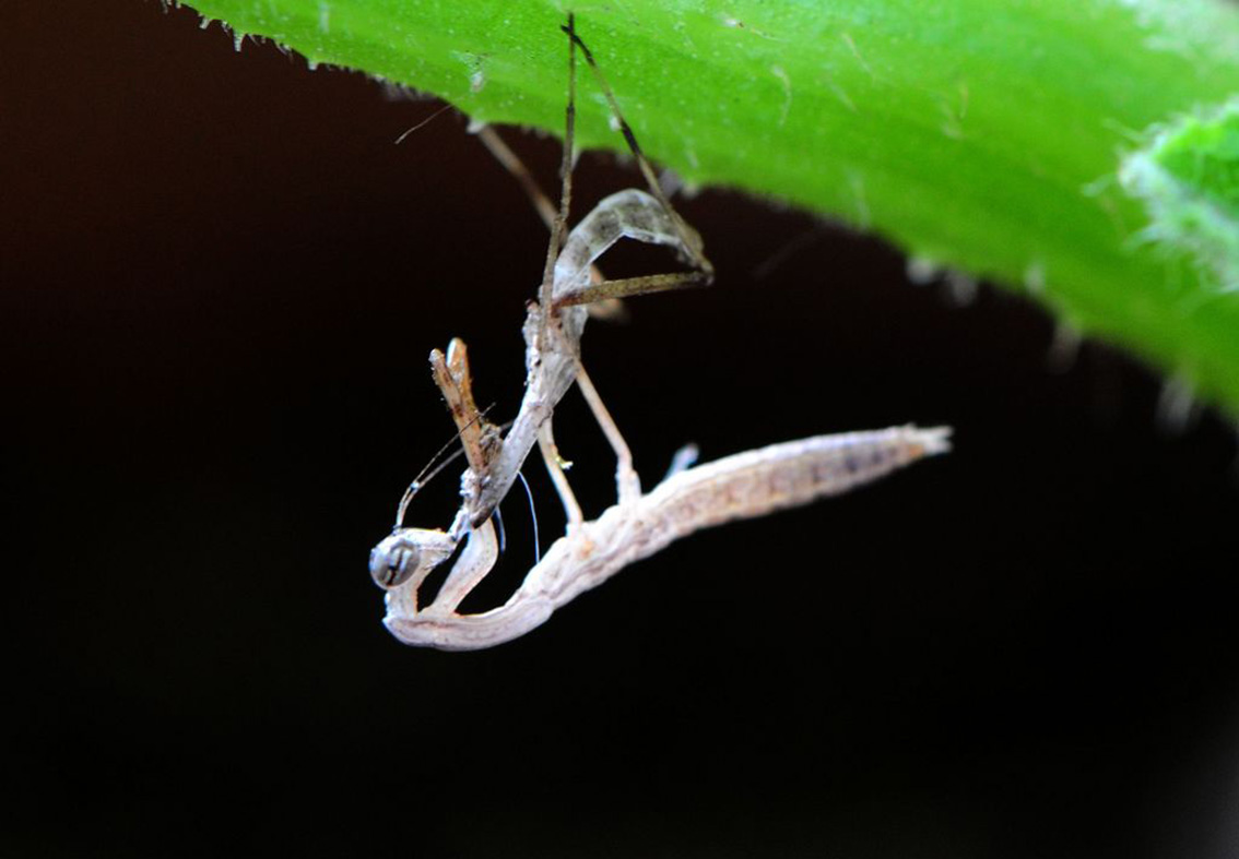 无声地杀戮者——螳螂！