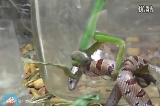 无声地杀戮者——螳螂！