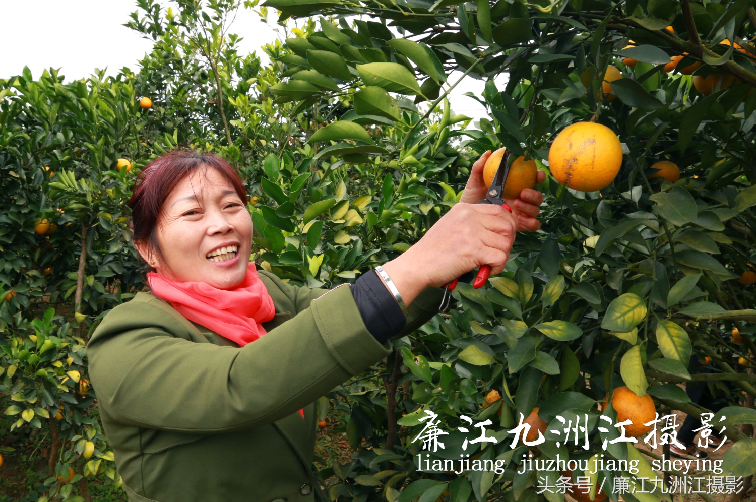 廉江摘橙子旅游,廉江摘橙子一日游攻略