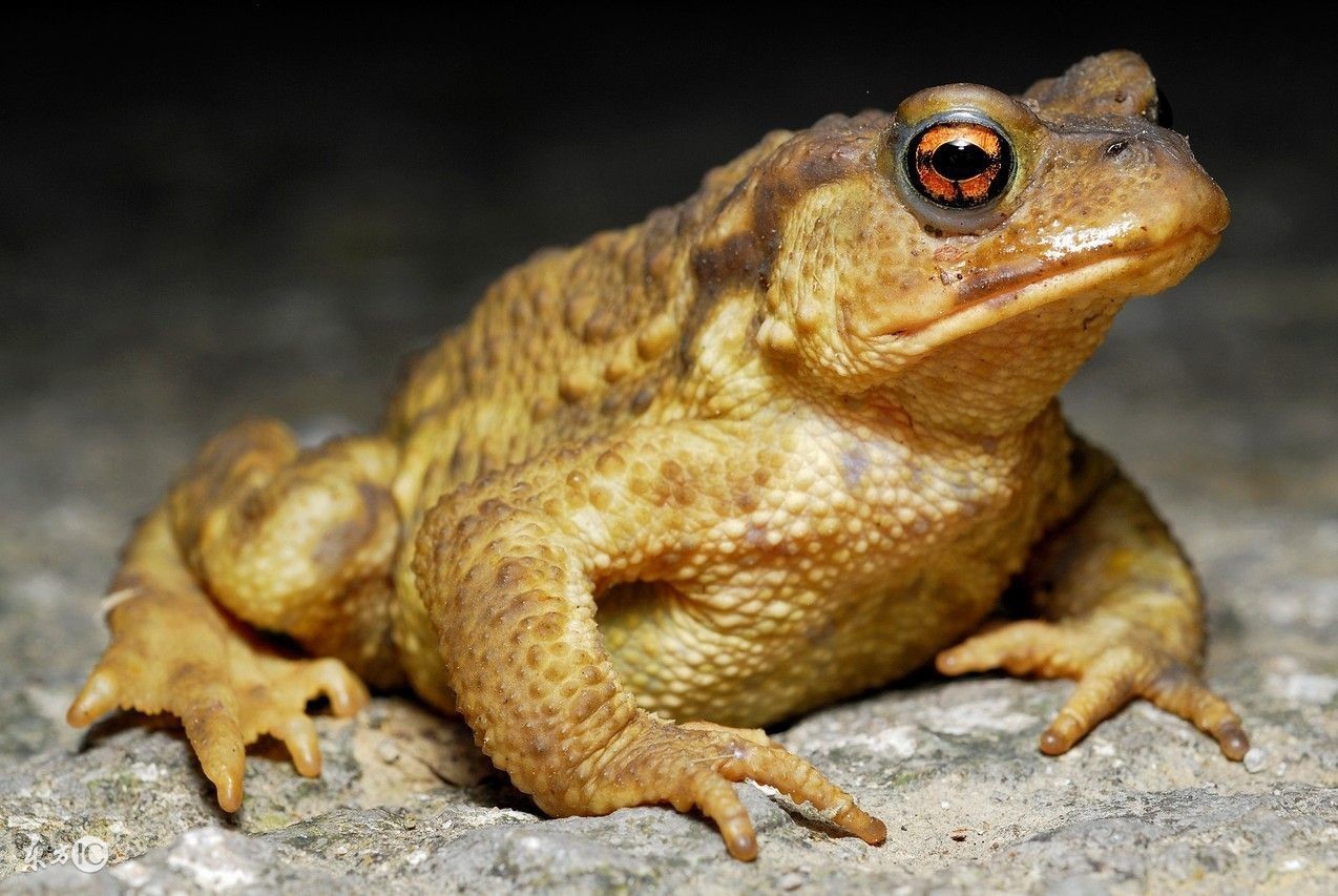 这8种不靠谱的治癌方法害了上千人