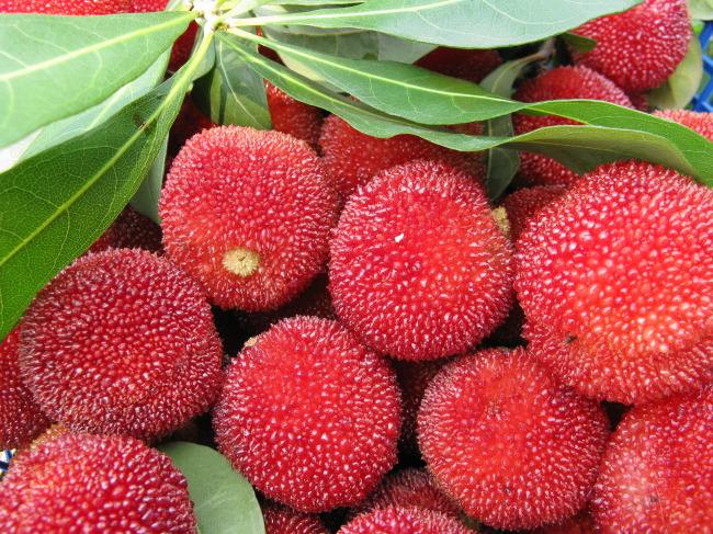 幼儿吃草莓后呕吐怎么办,孩子吃草莓呕吐怎么缓解