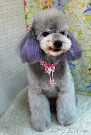 贵宾老咬人，老爱跑床上，怎么整改？给你支招！