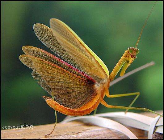 无声地杀戮者——螳螂！