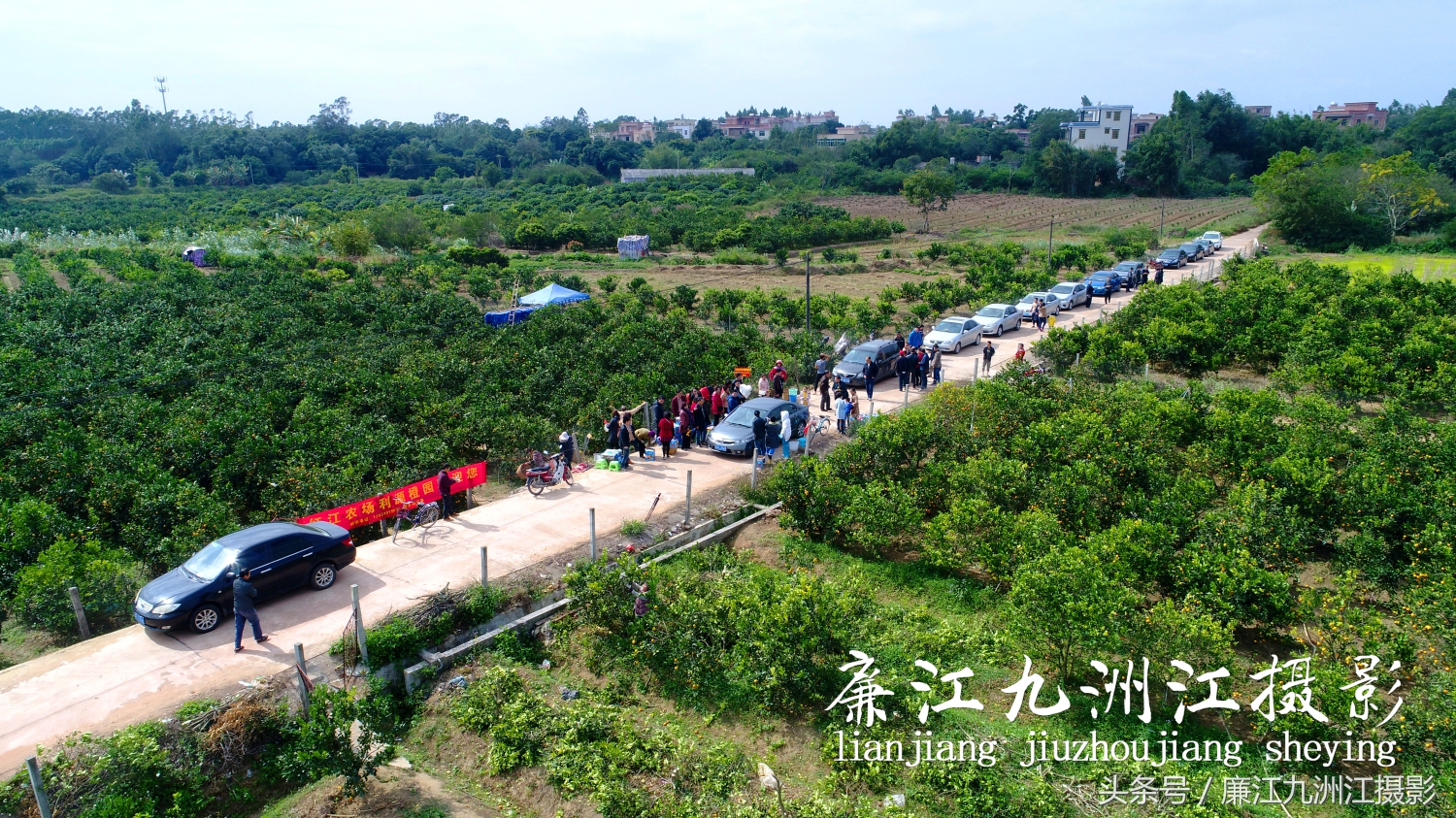 廉江摘橙子旅游,廉江摘橙子一日游攻略