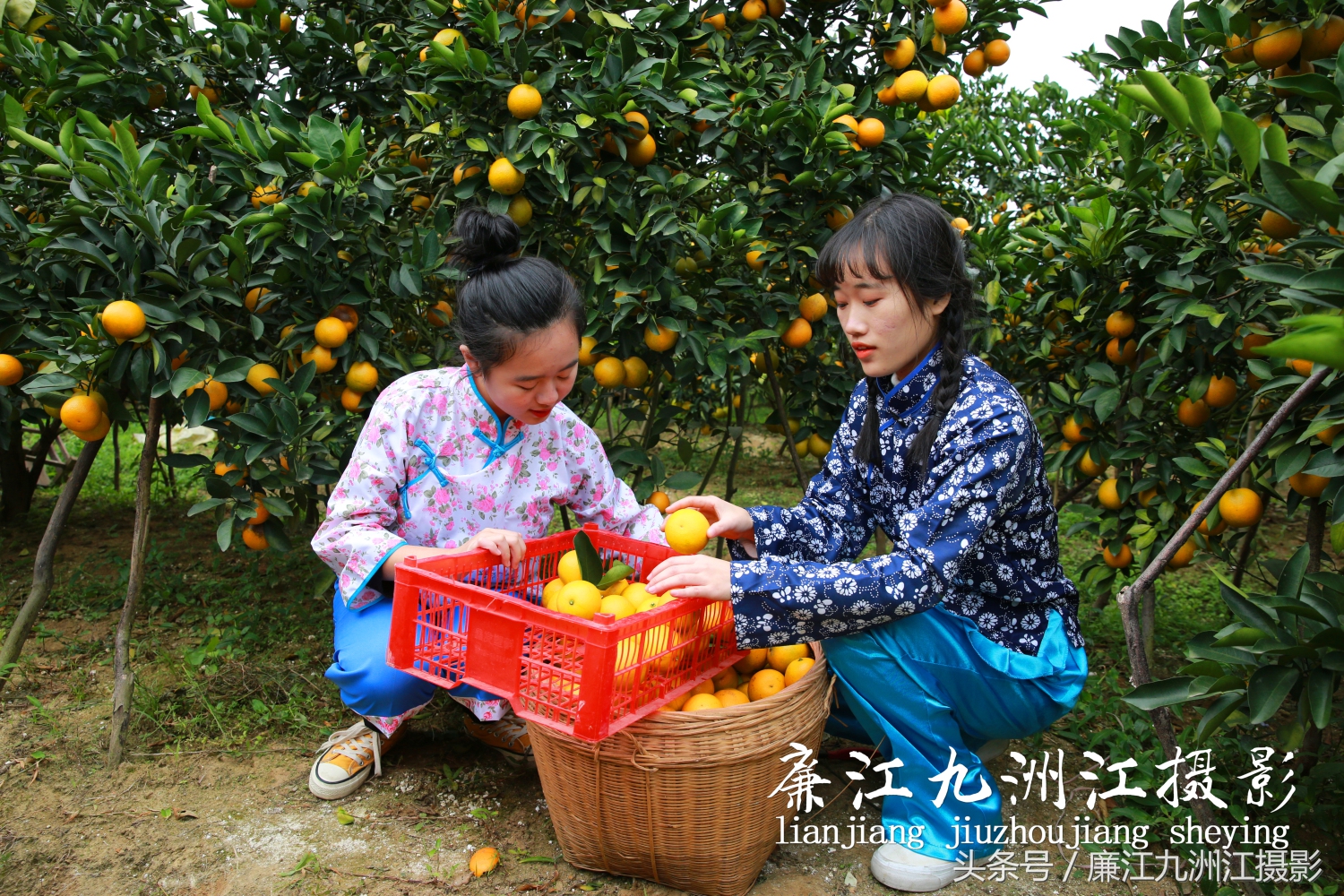 廉江摘橙子旅游,廉江摘橙子一日游攻略