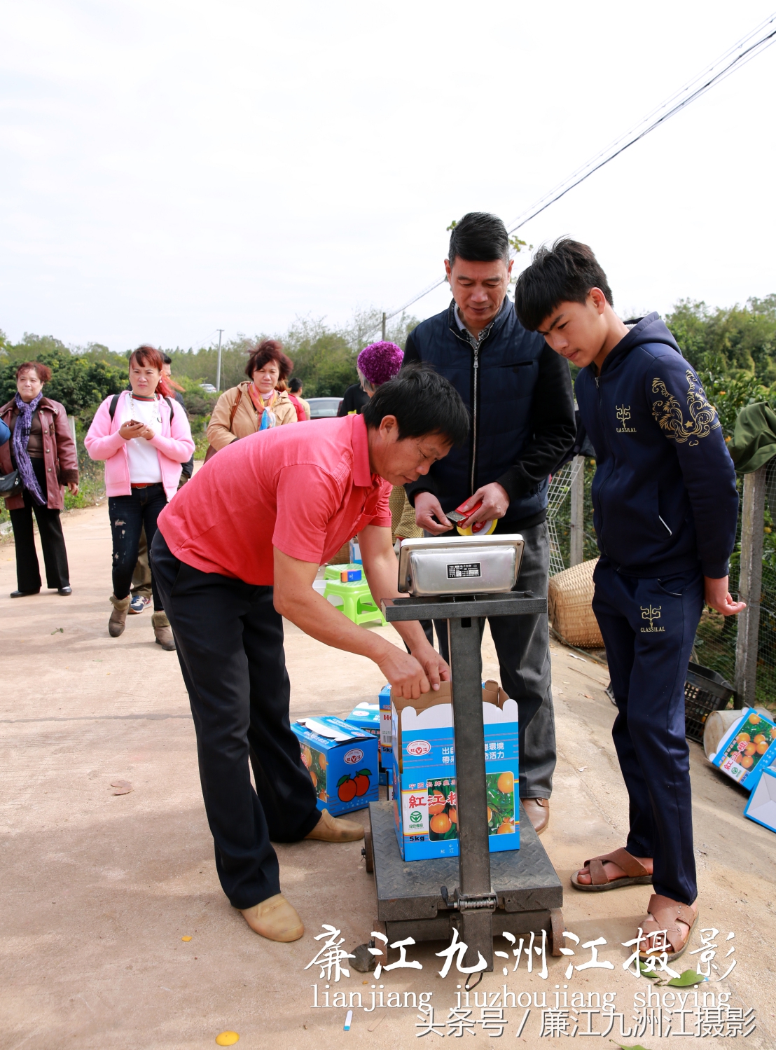廉江摘橙子旅游,廉江摘橙子一日游攻略