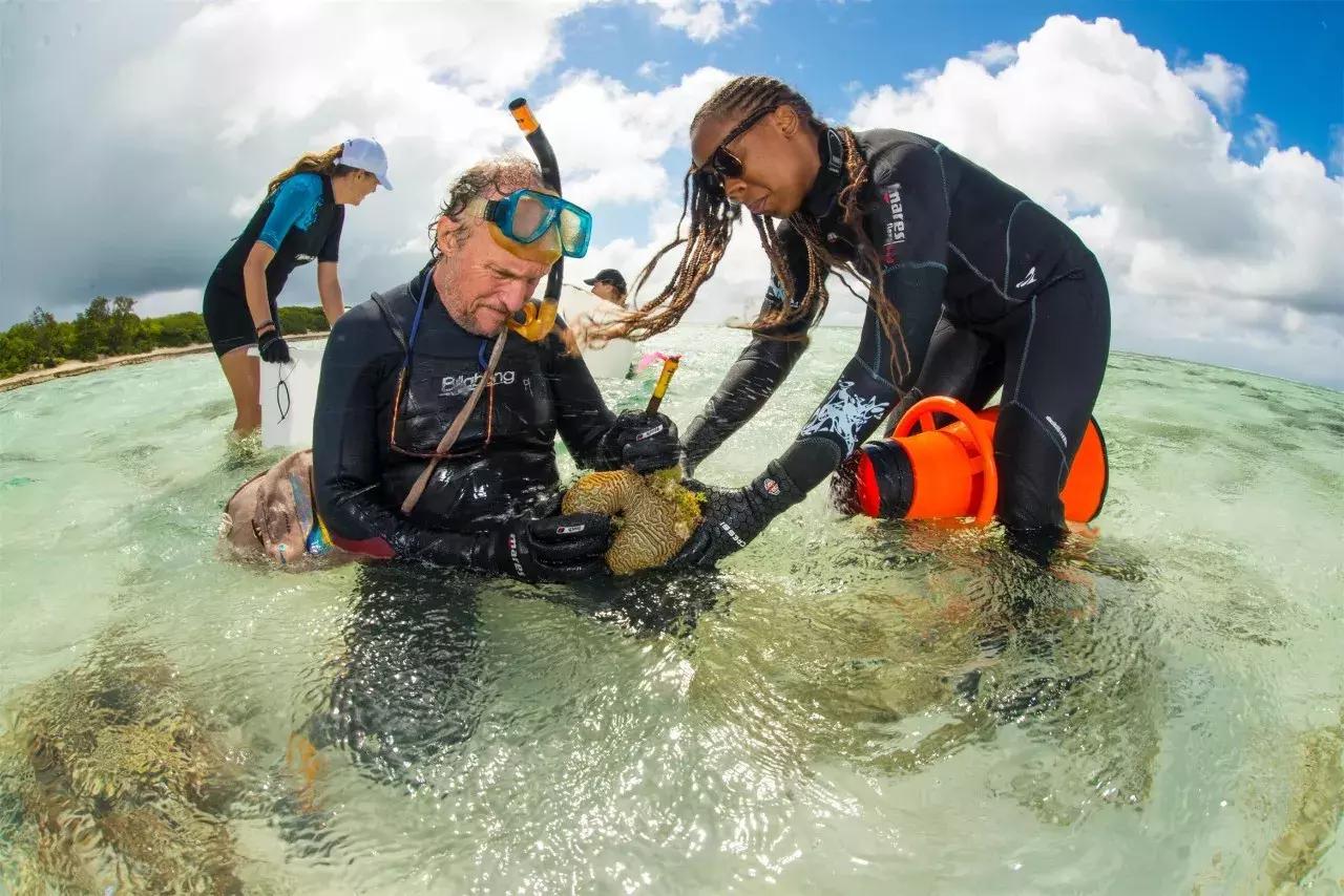 海洋之花珊瑚,大堡礁人工珊瑚