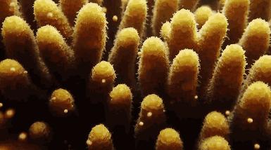 海洋之花珊瑚,大堡礁人工珊瑚