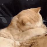 armanisi香水限量,armani香水葡萄味儿