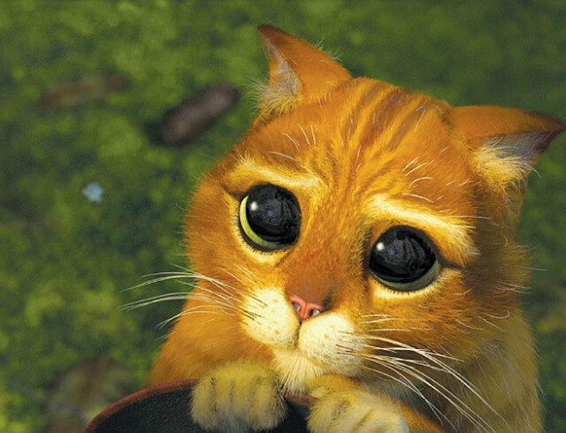 养猫须知常见的猫咪眼部疾病,猫咪眼睛常见病大全及治疗方法