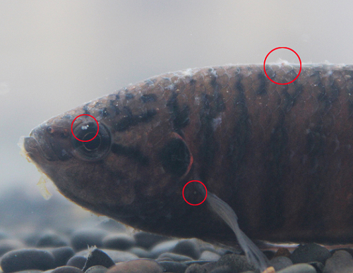 水霉病养鱼怎么调水,养鱼如何避免水霉病