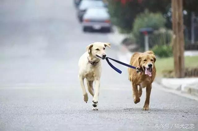 这些狗狗弃养率最高看完心碎一地,狗狗失明的症状