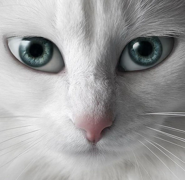 养猫须知常见的猫咪眼部疾病,猫咪眼睛常见病大全及治疗方法