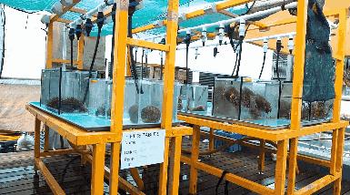 海洋之花珊瑚,大堡礁人工珊瑚