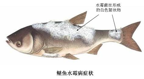 水霉病养鱼怎么调水,养鱼如何避免水霉病