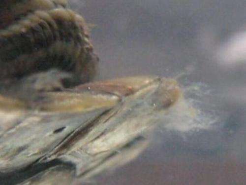 水霉病养鱼怎么调水,养鱼如何避免水霉病