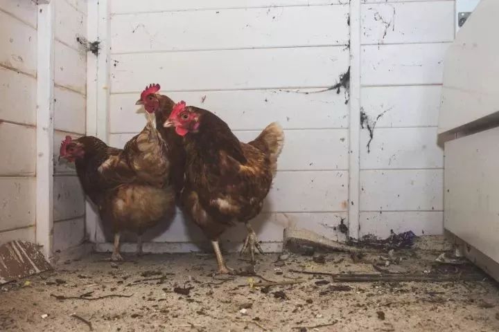 把自家破后院谎称为高级餐厅，7个月做到伦敦餐厅NO.1