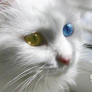 养猫须知常见的猫咪眼部疾病,猫咪眼睛常见病大全及治疗方法