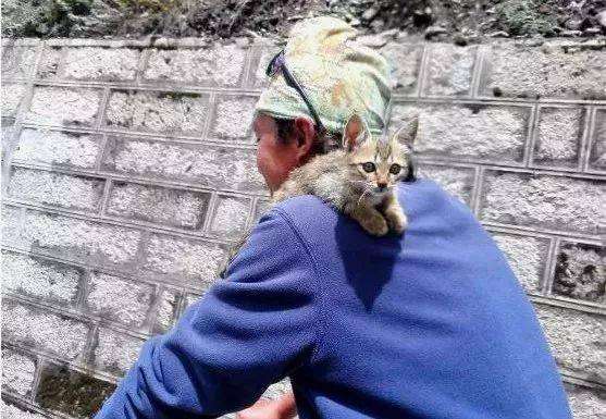 骑行9000多公里，他的这个决定，让流浪猫成为了宝贝