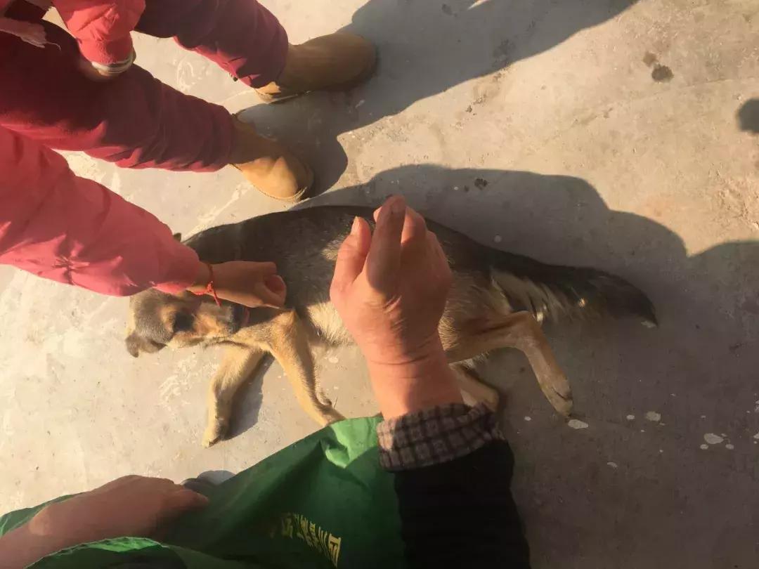 华德福郑州,华德福教育中国现状