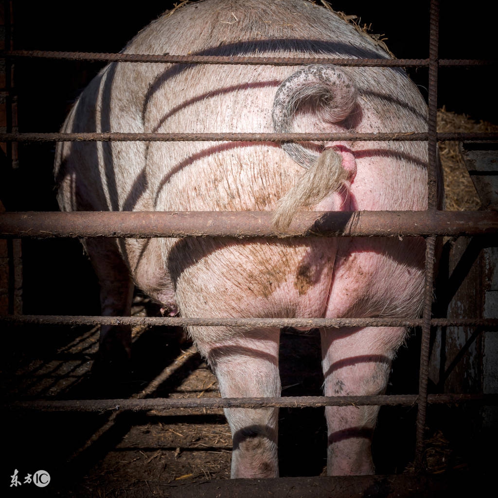 什么病会造成猪脱肛,猪脱肛病