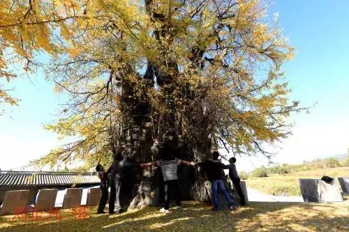 千年古银杏树腾冲界头,千年银杏树王的图片