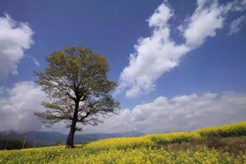 千年古银杏树腾冲界头,千年银杏树王的图片