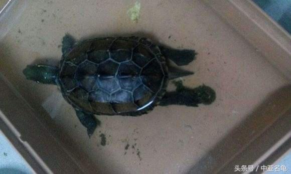 乌龟肠胃炎的前兆,庆大霉素治疗乌龟肠胃炎