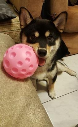 猫弟舔舔叫床无效，黑柴哥睡到翻白眼：豪……舒……湖