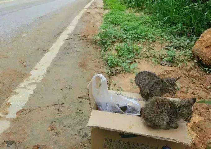 骑行9000多公里，他的这个决定，让流浪猫成为了宝贝