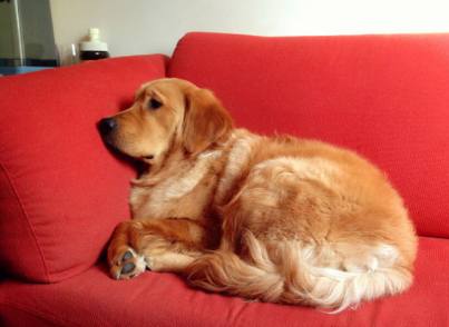 幼犬常见疾病有哪些,幼犬常见四大致命死因