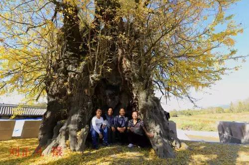 千年古银杏树腾冲界头,千年银杏树王的图片